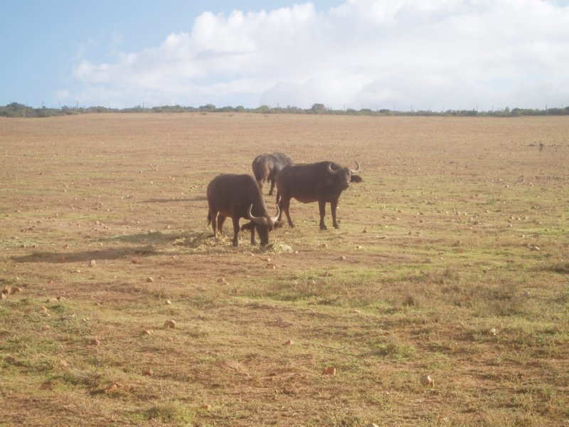 KeHa_in_South_Africa - 201